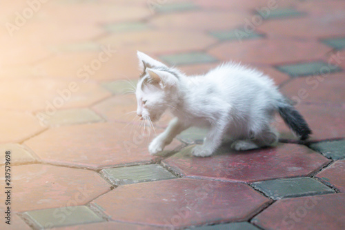 A black and white kitten walk on a pathway.Stray baby cat on ground.