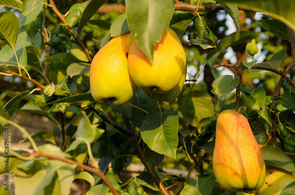 Ripe sweet pears are ready to harvest.Autumn fruit harvest in the garden Ripe sweet pears are ready to harvest.Autumn fruit harvest in the garden