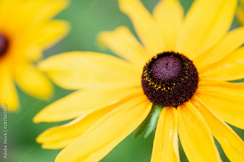 ひまわりの花