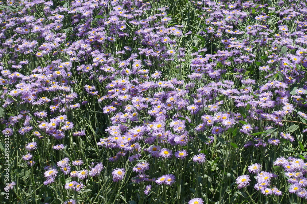 Pale violet flowers of Erigeron speciosus in June
