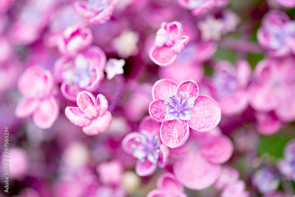 紫陽花 ピンク 紫陽花 ピンク