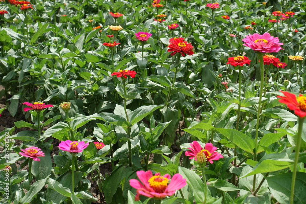 Flower bed with red, pink and magenta colored zinnias