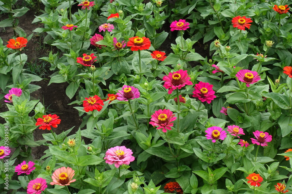 Lots of pink, red and magenta colored flower heads of zinnia