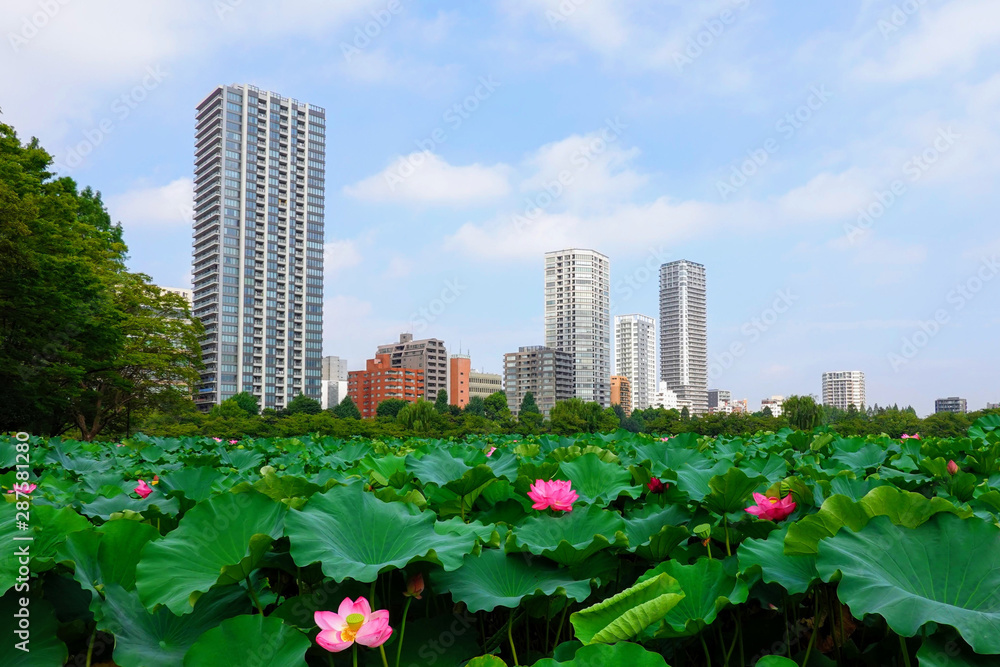 不忍池の蓮の花 上野公園 不忍池の蓮の花 上野公園