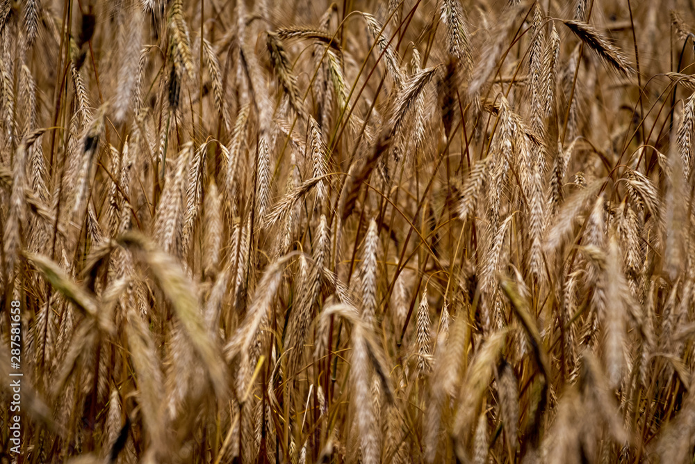 Fototapeta premium Golden ears of wheat in field