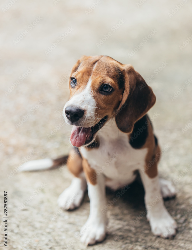 small cute beagle puppy dog looking up small cute beagle puppy dog looking up