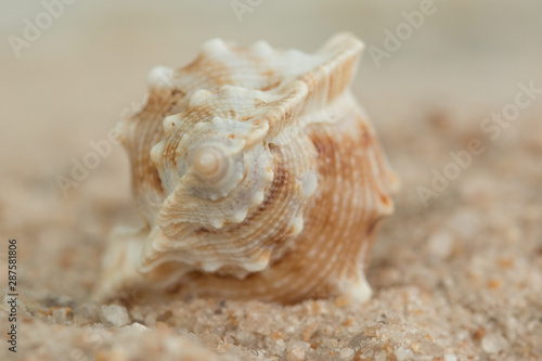 detail closeup shell beach whelk