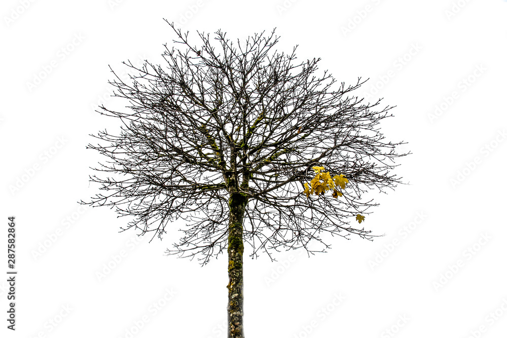 Fototapeta premium Herbstbaum