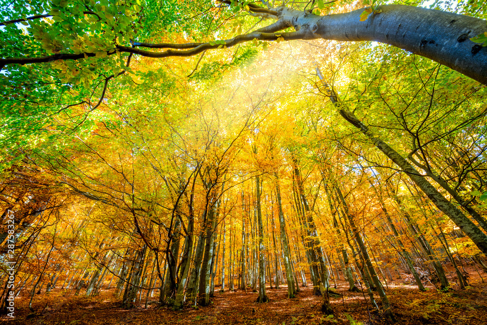 Vibrant Autumnal landscape with bright yellow leaves and trees in wild forest - obrazy, fototapety, plakaty 