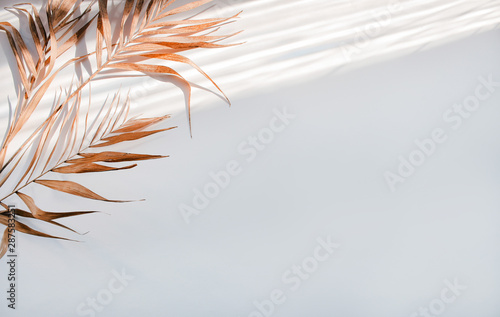 Flat lay palm tree on white with shadows background. Top view travel or vacation concept. Blank space for text 