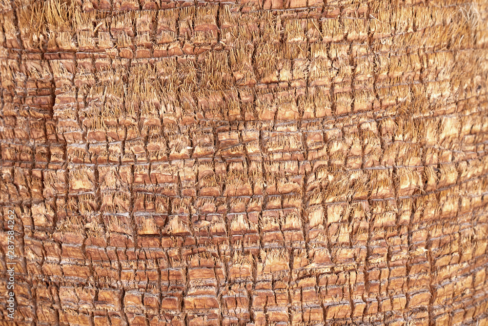 Close up texture of bark of palm tree Close up texture of bark of palm tree