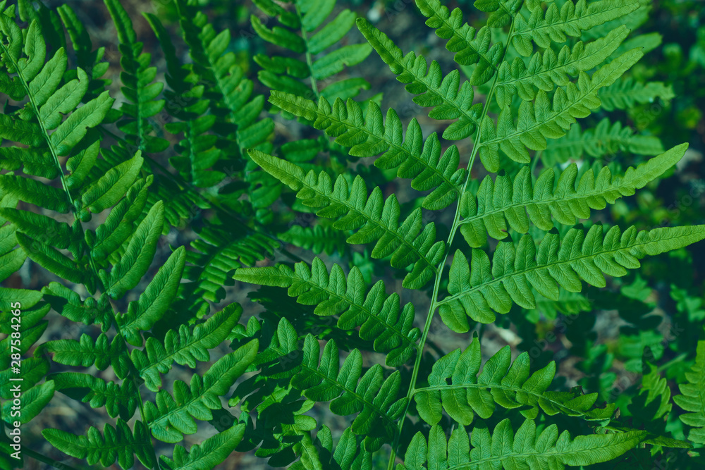 natural background of leaves. Natural green young ostrich fern or shuttlecock fern leaves Matteuccia struthiopteris on each other natural background of leaves. Natural green young ostrich fern or shuttlecock fern leaves Matteuccia struthiopteris on each other