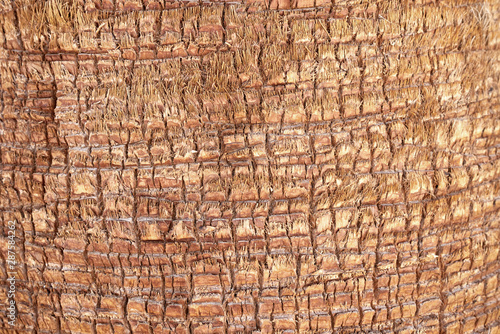 Close up texture of bark of palm tree