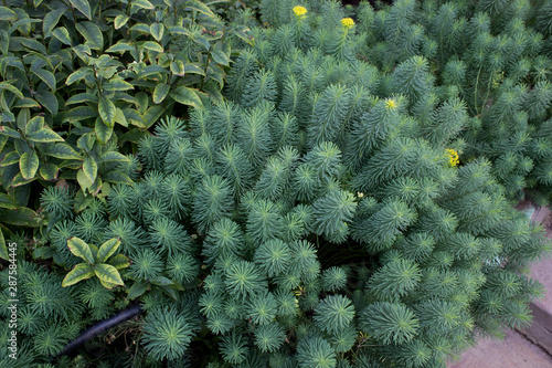 Garden plant Euphorbia cyparissias for shady border in the garden.