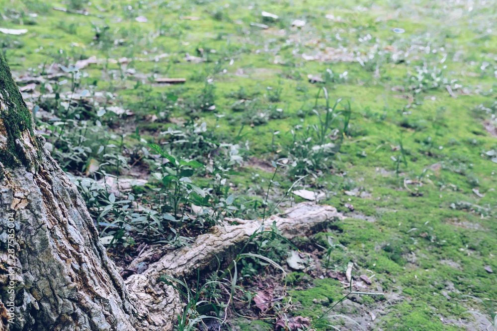 root base of big tree on green moss root base of big tree on green moss