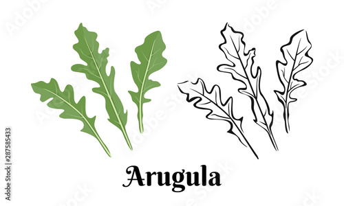 Arugula isolated on white background. Vector illustration of fresh green leaves in cartoon flat style and black and white  outline image.