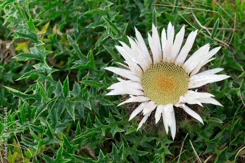 Carlina acaulis, the stemless, silver, dwarf carline thistle flowering plant in the family Asteraceae, native to alpine regions of Europe. photo