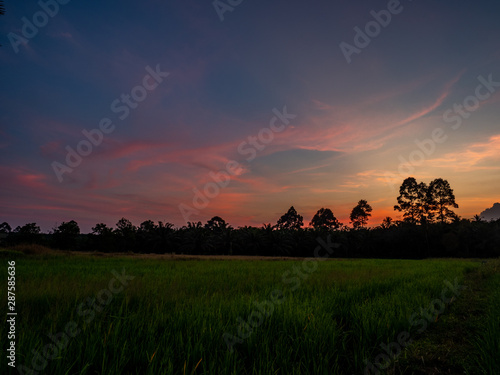 twilight at the rice plant