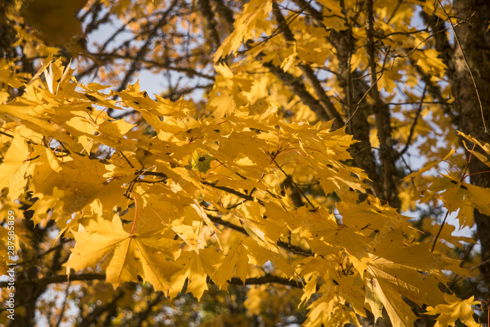 Autumn yellow leaves in nature abstraction. Autumn yellow leaves in nature abstraction.