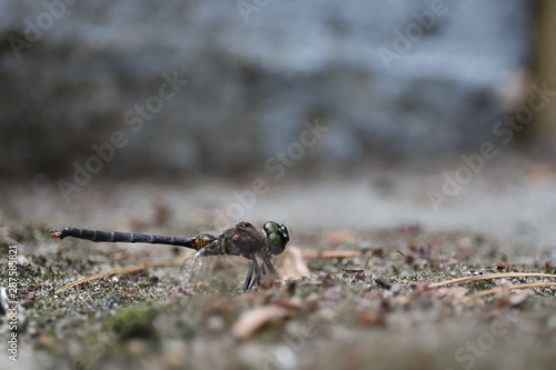 Dragonfly