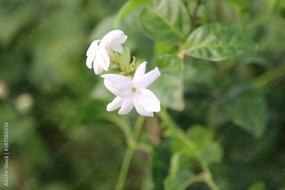 rose flower rose flower