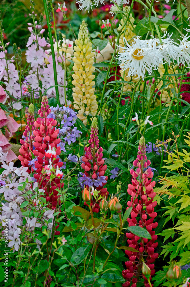 Fototapeta premium A colourful flower border with wild planting of mixed flowers including Lupins and Leucanthemum Shasta daisy
