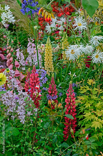 A colourful flower border with wild planting of mixed flowers including Lupins and Leucanthemum Shasta daisy