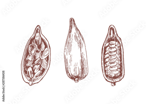 Cocoa pod with beans hand drawn vector illustrations set
