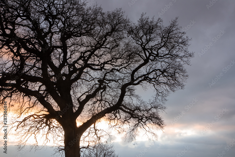 tree in winter, funeral forest, natural buriol tree in winter, funeral forest, natural buriol