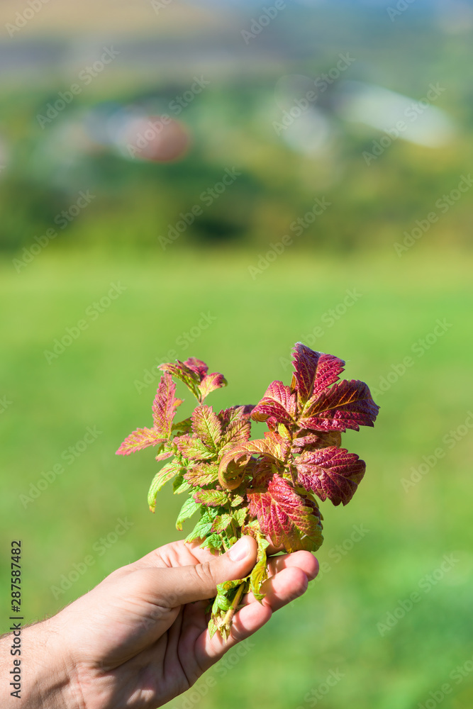 autumn leaves on a green background. to keep the sheet autumn leaves on a green background. to keep the sheet