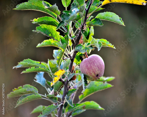 apples with fusicladium disease in august in an orchard image photo