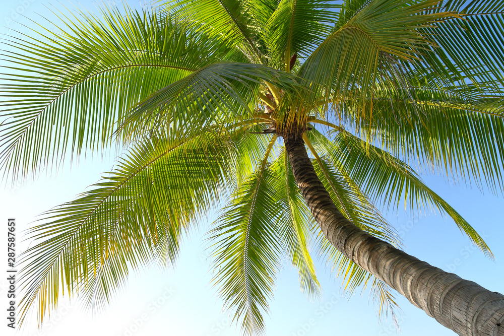 Fototapeta premium Coconut tree and the blue sky