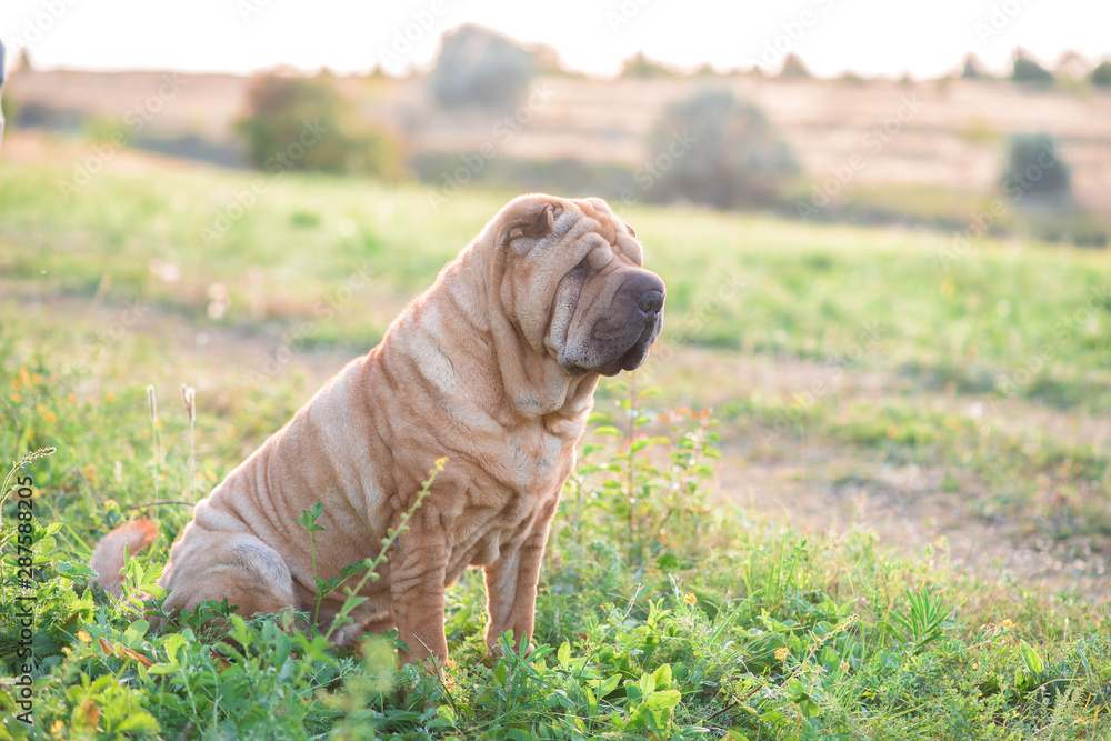 sharpei dog in nature in sunset sharpei dog in nature in sunset