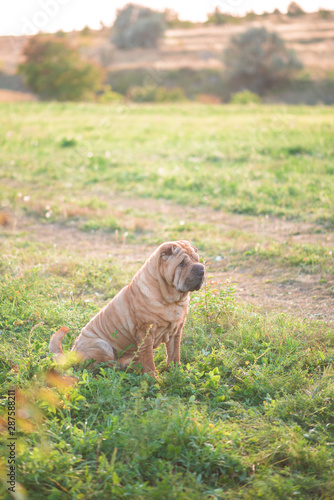 sharpei dog in nature in sunset