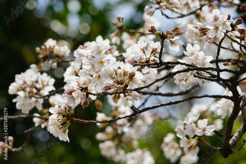 桜の花 © ykimura65