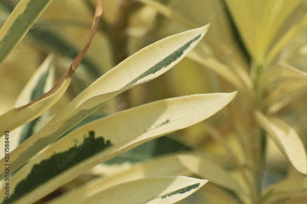 Obraz premium Oleandr leaf, background, close up 