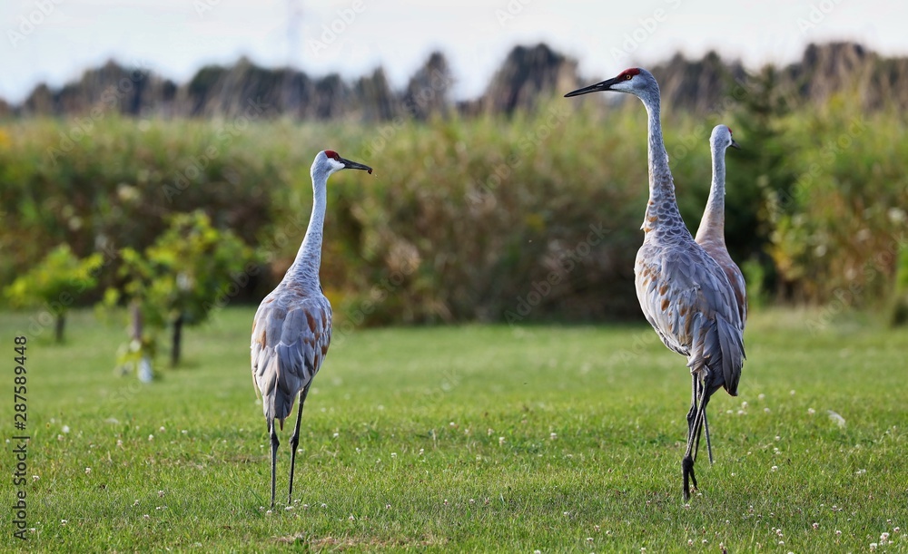 Fototapeta premium The Sandhill cranes on meadow in wildlife and conservation area