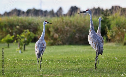 The Sandhill cranes on meadow in wildlife and conservation area