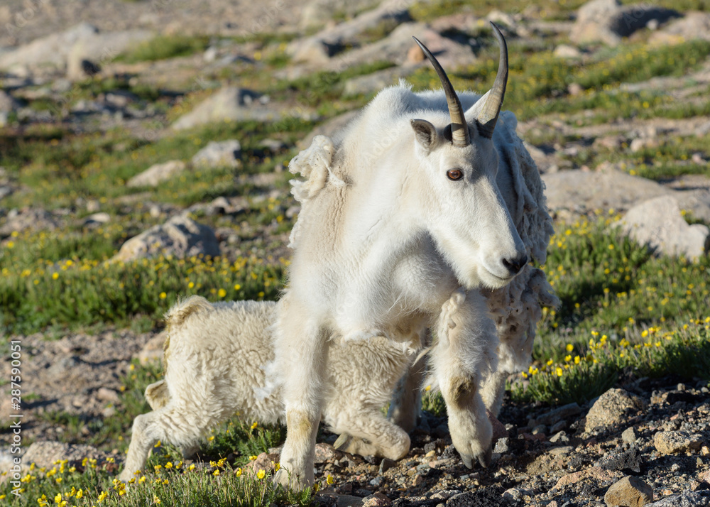Baby Mountain Goat Nursing Mother. Wild Mountain Goats of the Colorado Rocky Mountains Baby Mountain Goat Nursing Mother. Wild Mountain Goats of the Colorado Rocky Mountains