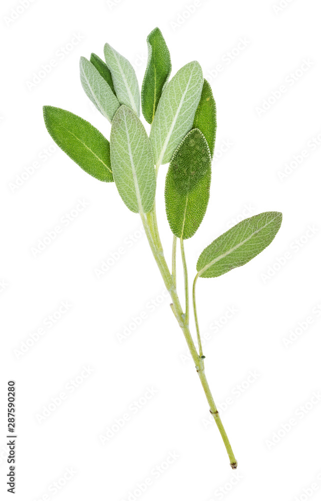 natural twig of sage herb cutout on white
