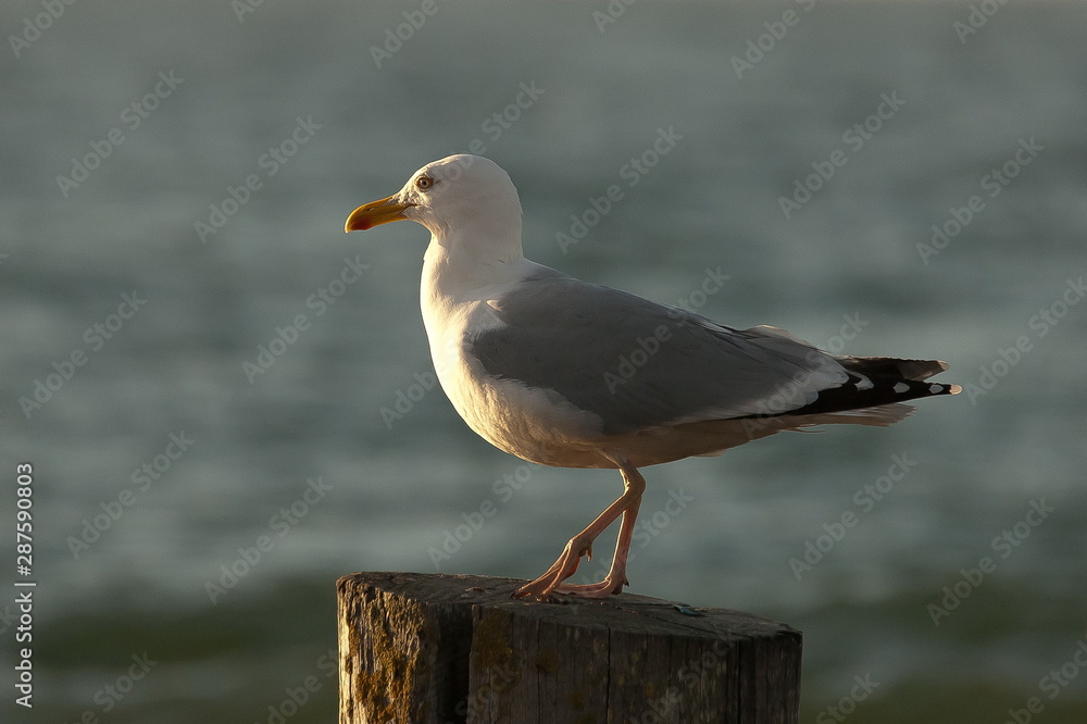 Fototapeta premium Nachdenklich