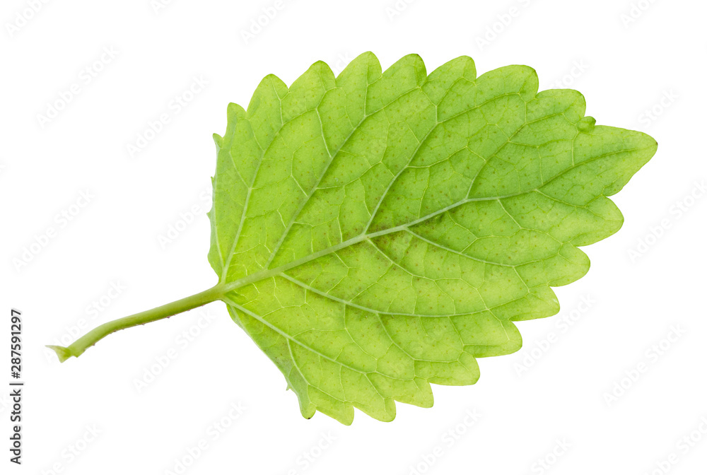 green leaf of lemon balm ( plant cutout green leaf of lemon balm ( plant cutout
