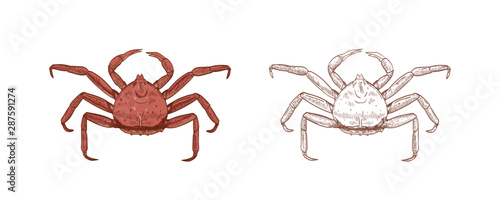 King crab vector illustrations set