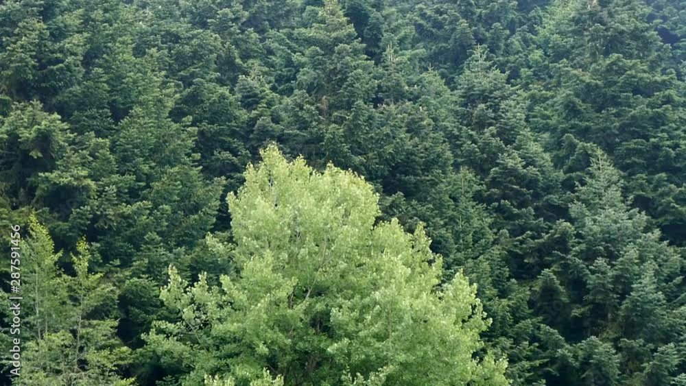 Turkey Bolu forests, rain forests occur in fog, mist moving, moving fog formed on the forest, Turkey Bolu forests, rain forests occur in fog, mist moving, moving fog formed on the forest,