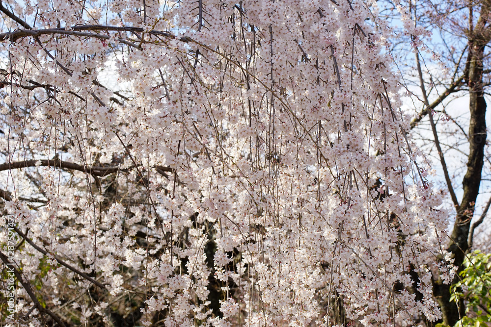 上品蓮台寺の枝垂れ桜 上品蓮台寺の枝垂れ桜