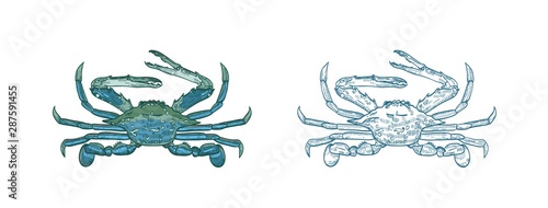 Ocean blue crab vector illustrations set. Colorful and monochrome hand drawn sketches undersea animal on white background. Restaurant seafood menu. Marine crustaceans sea animals design element.