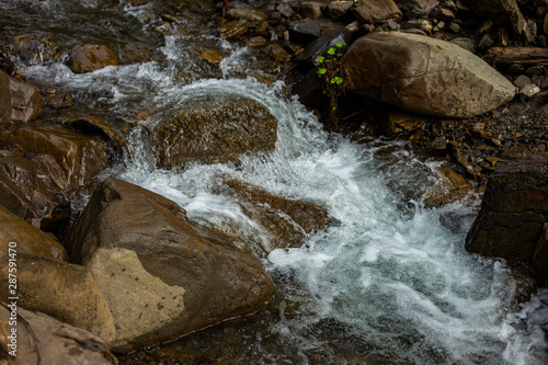 Stream in the forest