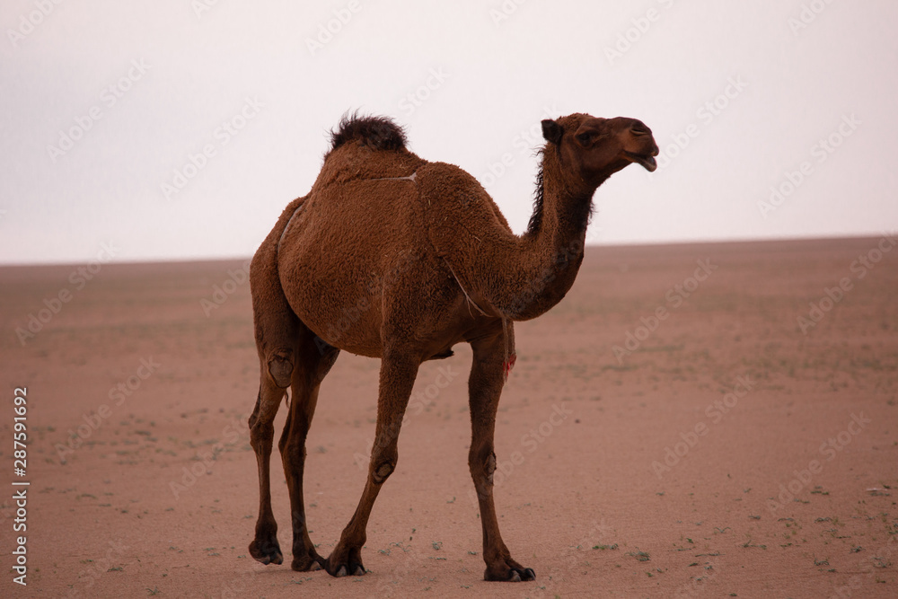 brown arabian camel in the desert brown arabian camel in the desert