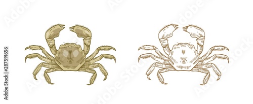 Mitten crab vector illustrations set. Colorful and monochrome hand drawn undersea animal on white background. Restaurant delicacy seafood. Ocean crustaceans with pincers, aquarium fauna design element