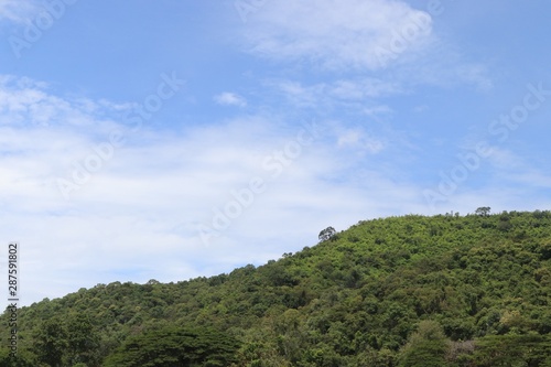 Green trees at the top of the hill with  blue sky